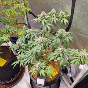 The New x Pineapple Skunk 09-08.jpg