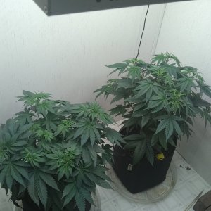 ViparSpectra KS3000 closet grow 2023