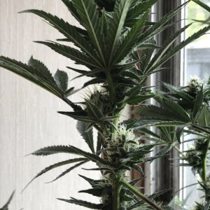 Black Jack Fast-Day 21F-p.JPG