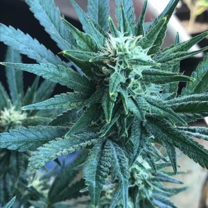 Black Jack Fast-Day 21F-q.JPG