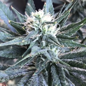 Black Jack Fast-Day 21F-r.JPG