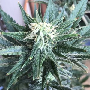 Black Jack Fast-Day 21F-s.JPG