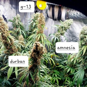 Amnesia-Durban Poison-NYC Diesel-G-13-Grow Journal-Summer Grow 2023