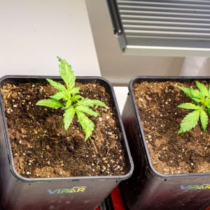 Red Russian XXL autos