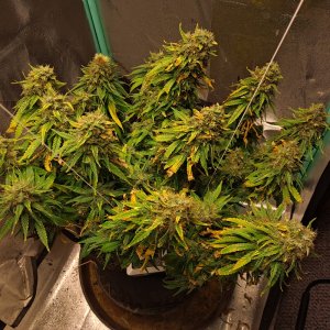 Soul Diesel 09-25.jpg