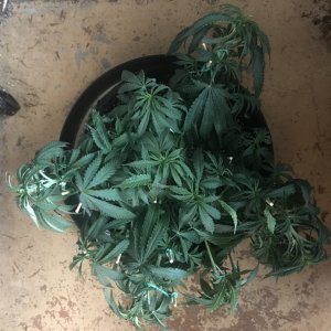 Girl Scout Cookies (Gemma)-Day 64-h.JPG