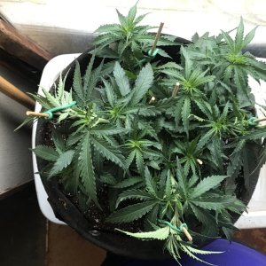 Girl Scout Cookies (Gina)-Day 52-b.JPG