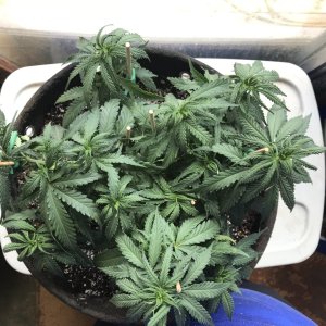 Girl Scout Cookies (Gina)-Day 56-d.JPG