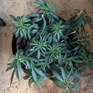 Girl Scout Cookies (Gina)-Day 60-f.JPG