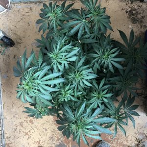 Girl Scout Cookies (Gina)-Day 64-h.JPG