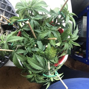 Skunk Special-Day 48-f.JPG