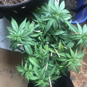 Skunk Special-Day 53-h.JPG