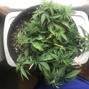 Skunk Special-Day 53-k.JPG