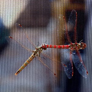 Dragonflies Mating
