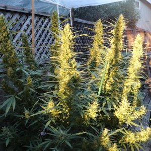 2023 Outdoor Grow Project-Gorilla Bomb Feminized/Week 6 of Flowering-10/3/23