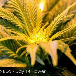 Usul's #3 - day 56 bud