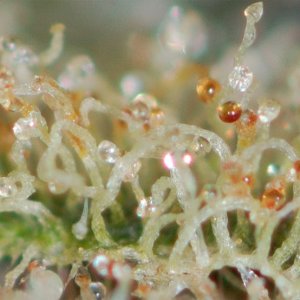 Cannabis-Trichomes-and-Growing-Marijuana.jpg