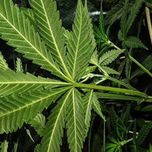 _7286203_BlackIndica-1500.jpg