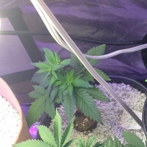 RD day 47 from seed.jpg