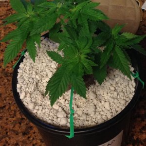 AP day 42 from seed.jpg