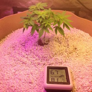 AP day 48 from seed.jpg