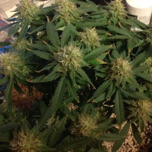 bagseed beta day 44 flower.jpg