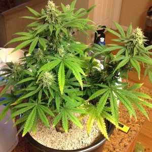 Kush n Cookies CBD day 30 flower.jpg