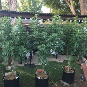 8-18 outdoor grow.jpg