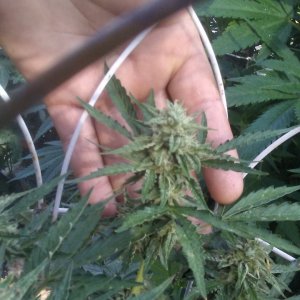 Pre bud start pic 005.jpg