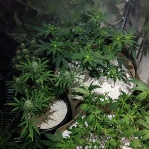 flower tent post trim2.jpg