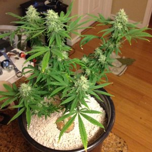 Kush n Cookies CBD day 34 flower.jpg