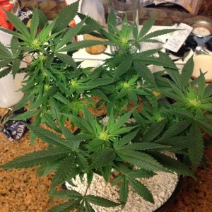 RD day 17 flower.jpg