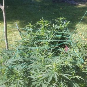 New and last scrogs 010.jpg