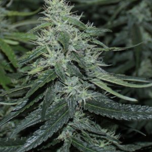 Bud bloom47 dark - Copie.jpg