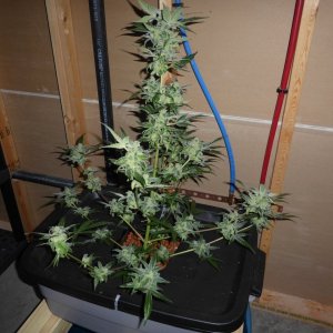 NL Harvest Day1.JPG