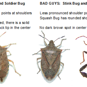 stink bug or spined soldier.png