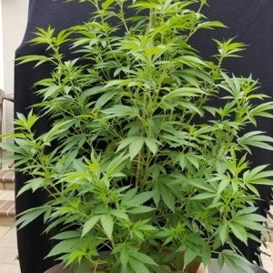 Sour Diesel 06a.jpg