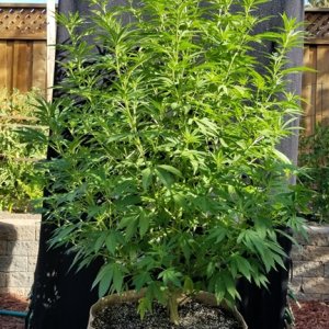 Sour Diesel 09a.jpg