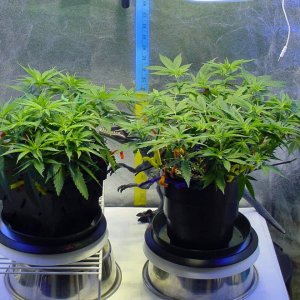 both_veg_day35_1.jpg