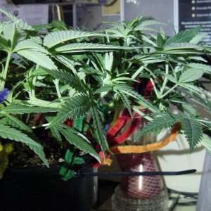 gdp_veg_day35_front_4close.jpg