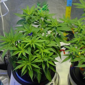 guawi_veg_day35_2.jpg