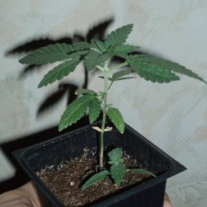 LA Woman 12/12 from seed