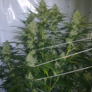 Killer_Budd_8_weeks_3_days