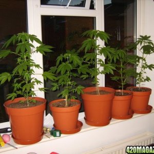 james's plants