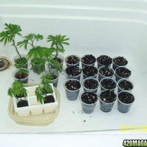 clones_seeds