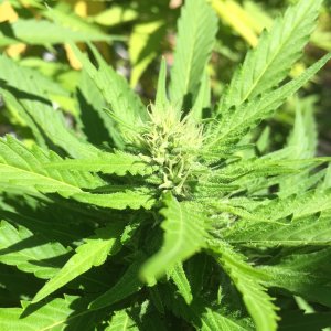 WOS Landrace Columbian Gold Bud.jpg