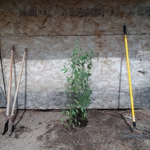 Feyleaf - 2018-06-20 - Post Planting.jpg