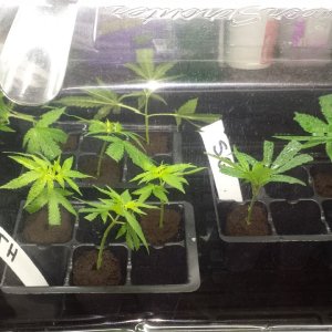 JH clones. Future Grow 4.jpg