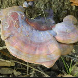 GANODERMA.png