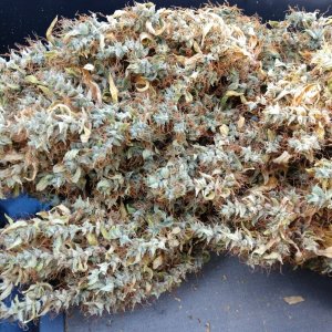 ABF25_dried_bud_closeup.jpg